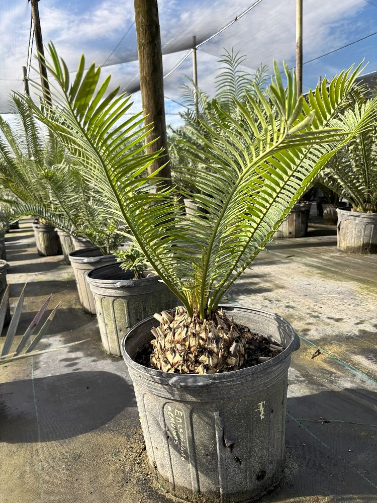 encephalartos-aemulans