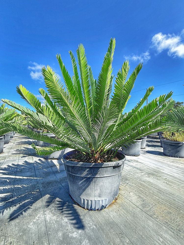 encephalartos-aemulans