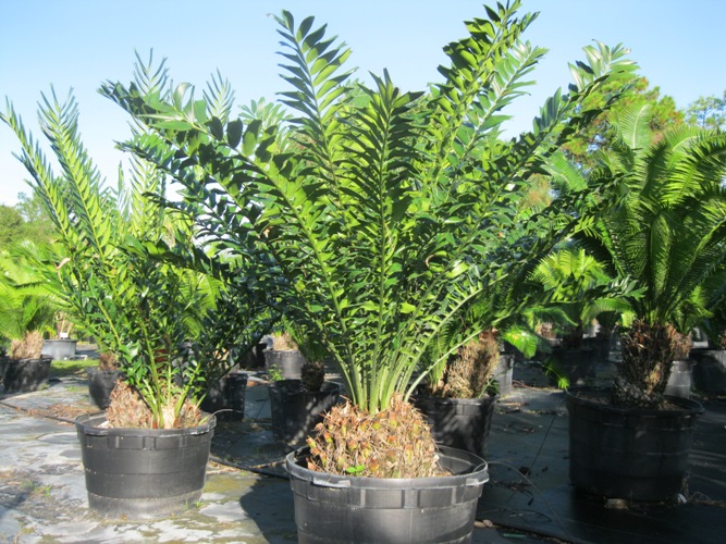 encephalartos-ferox