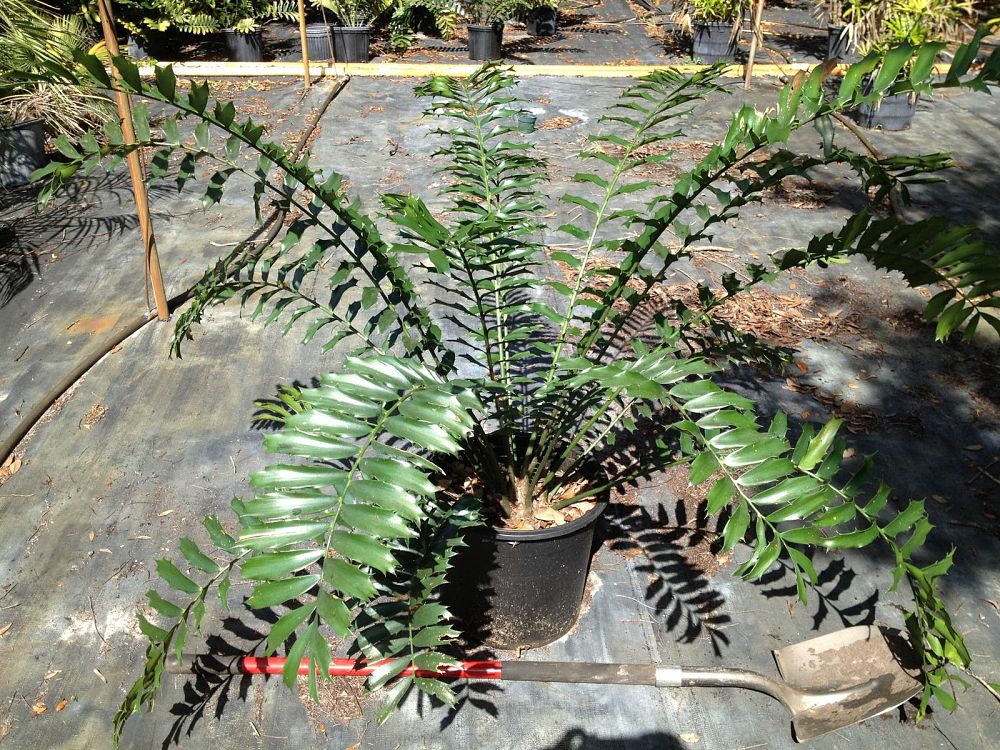 encephalartos-ferox