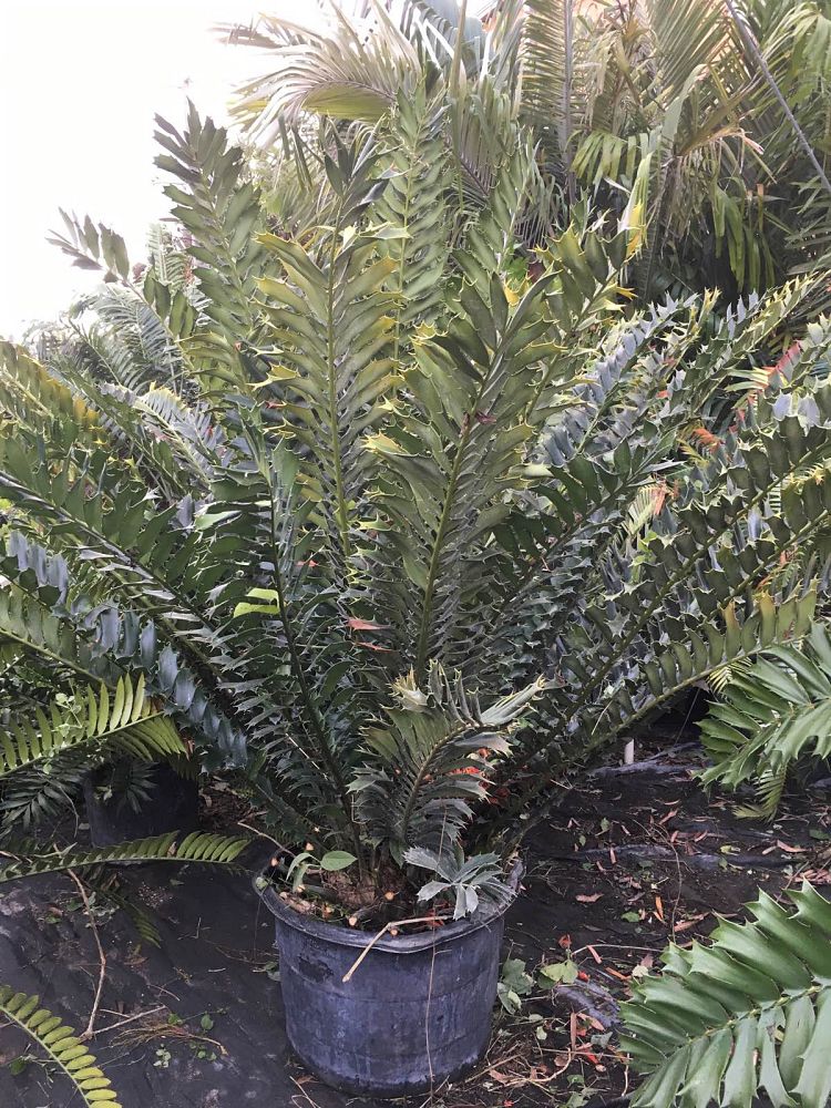 encephalartos-ferox