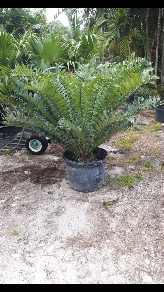encephalartos-ferox