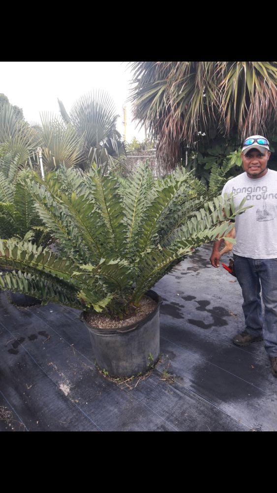 encephalartos-ferox