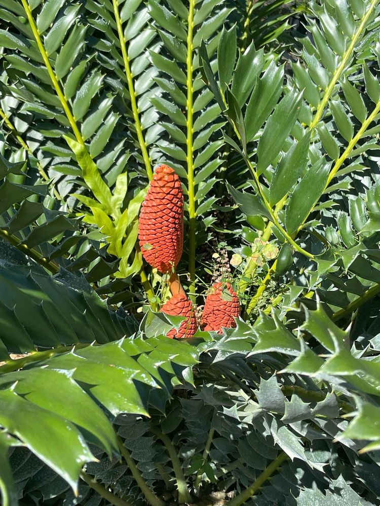 encephalartos-ferox