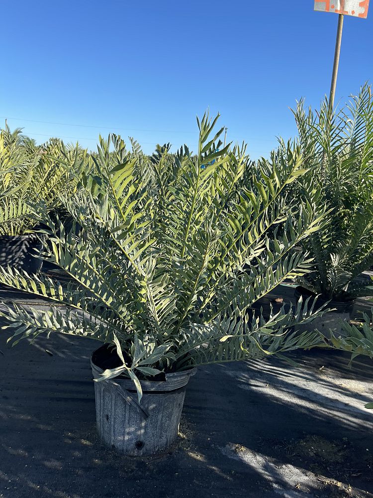 encephalartos-ferox