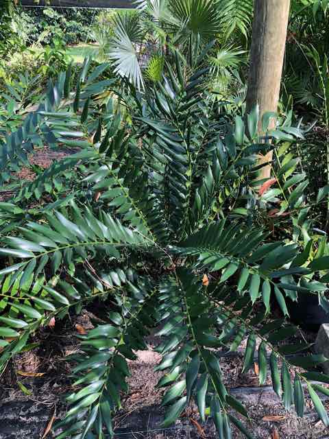 encephalartos-ferox
