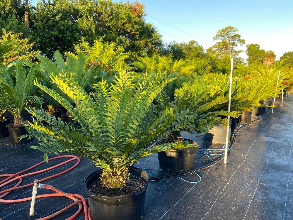 encephalartos-ferox