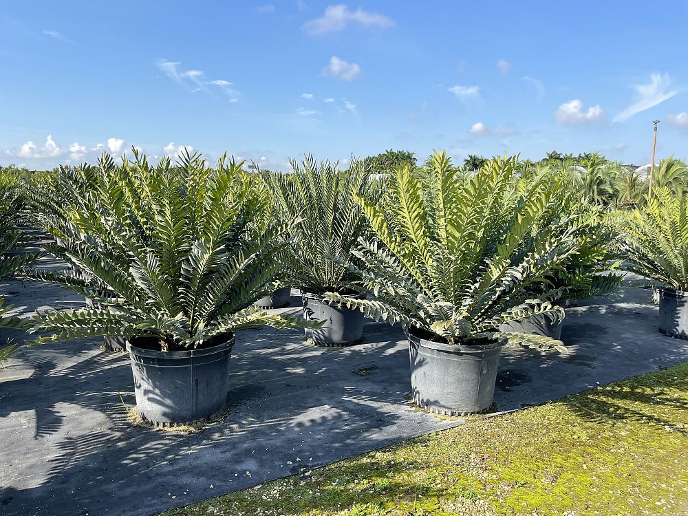 encephalartos-ferox