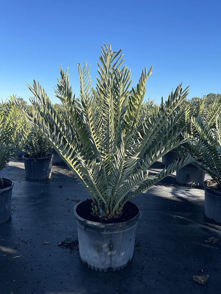 encephalartos-ferox