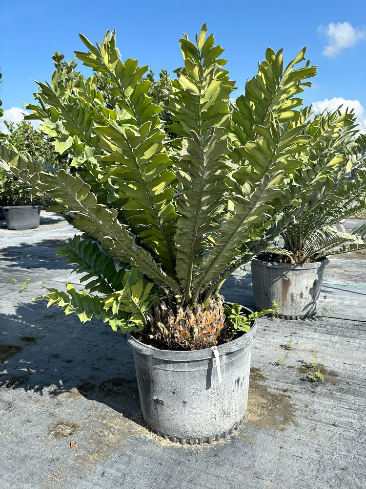 encephalartos-ferox