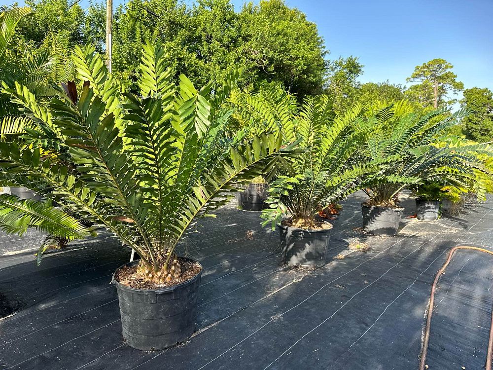 encephalartos-ferox