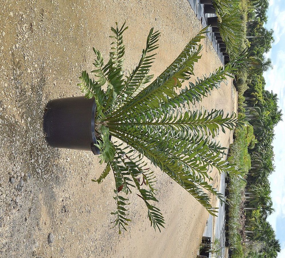 encephalartos-ferox