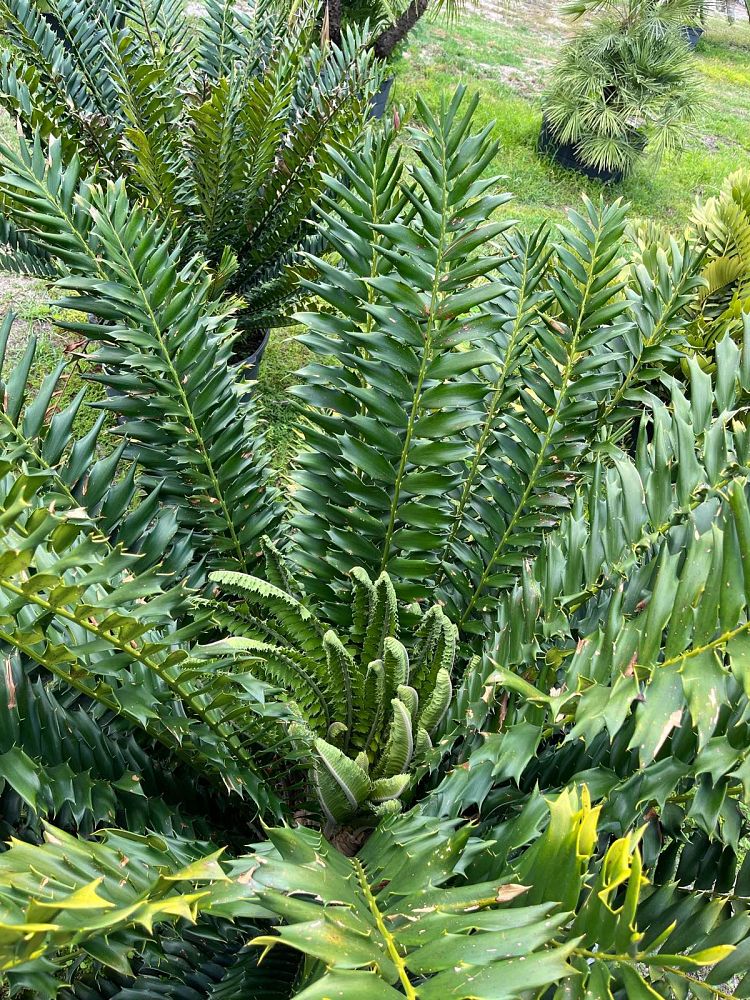 encephalartos-ferox