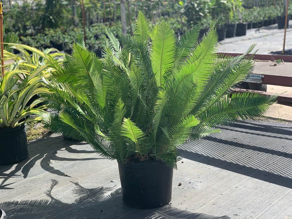 encephalartos-friderici-guilielmi