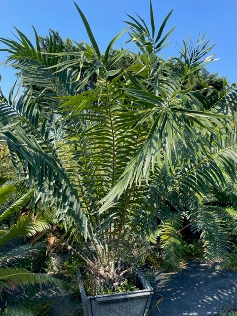 encephalartos-gratus