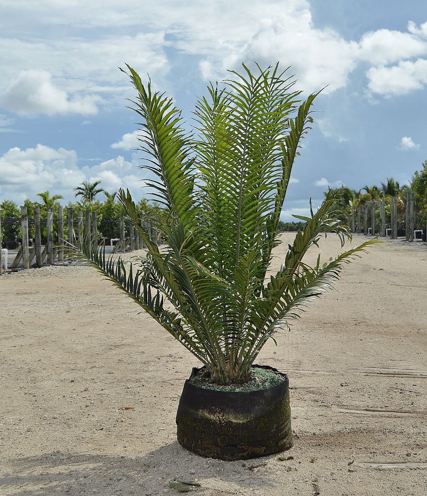 encephalartos-hildebrandtii