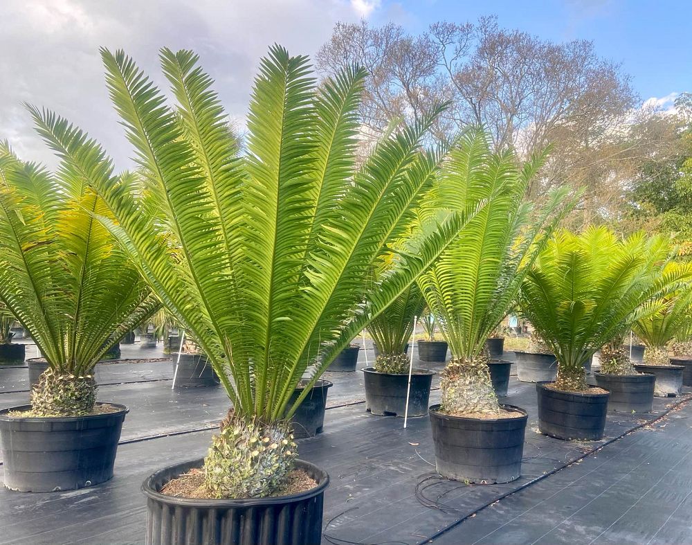 encephalartos-kisambo