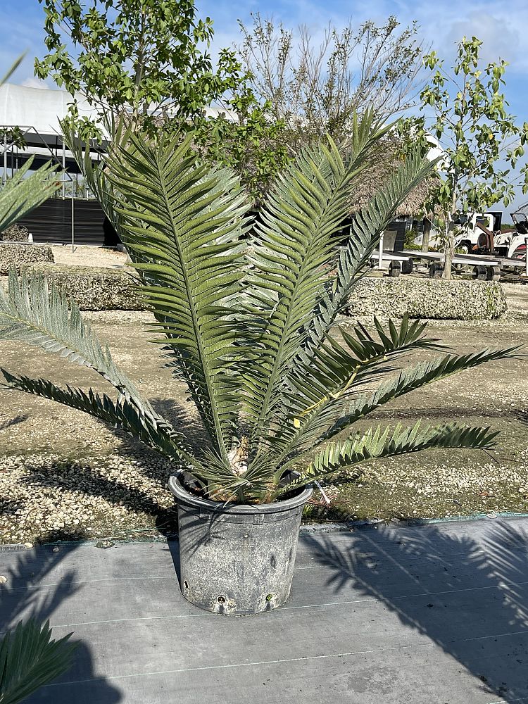 encephalartos-kisambo