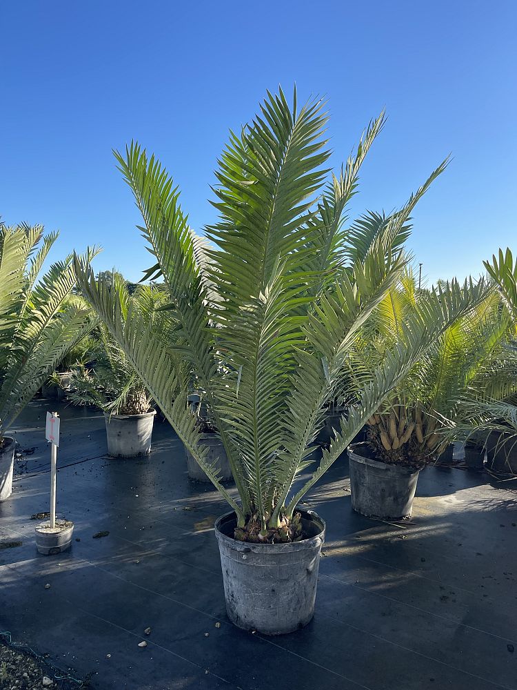encephalartos-kisambo