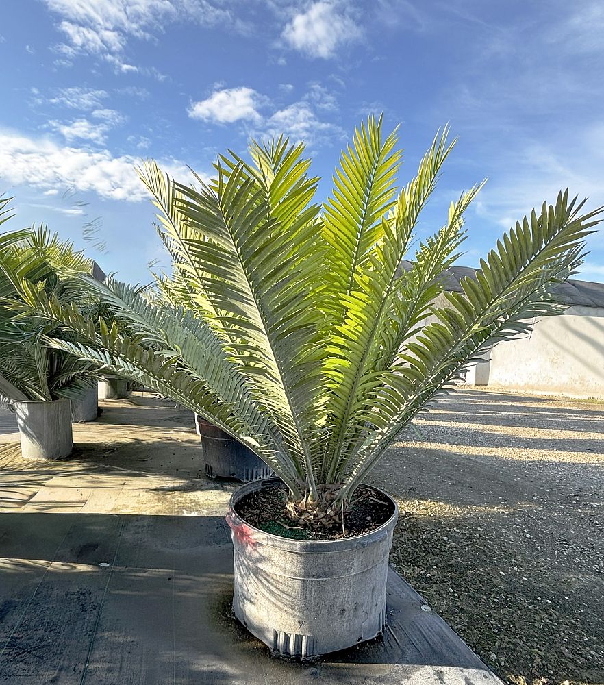 encephalartos-kisambo