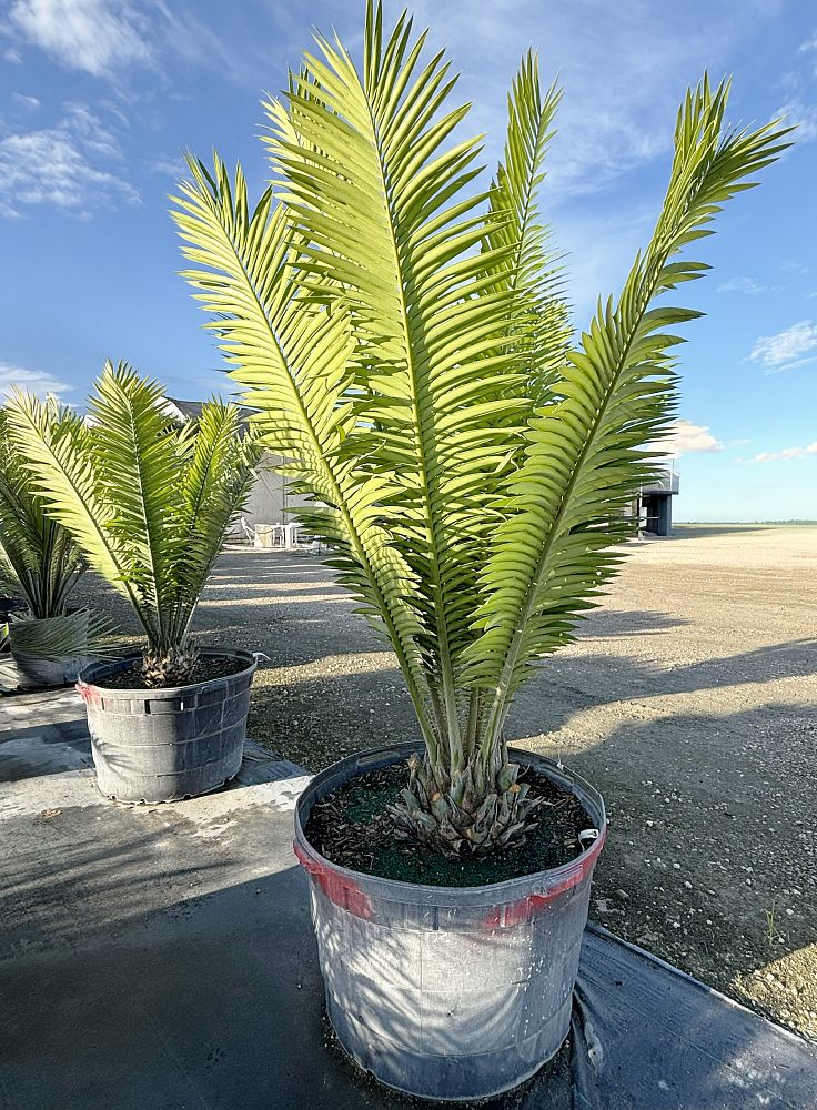 encephalartos-kisambo