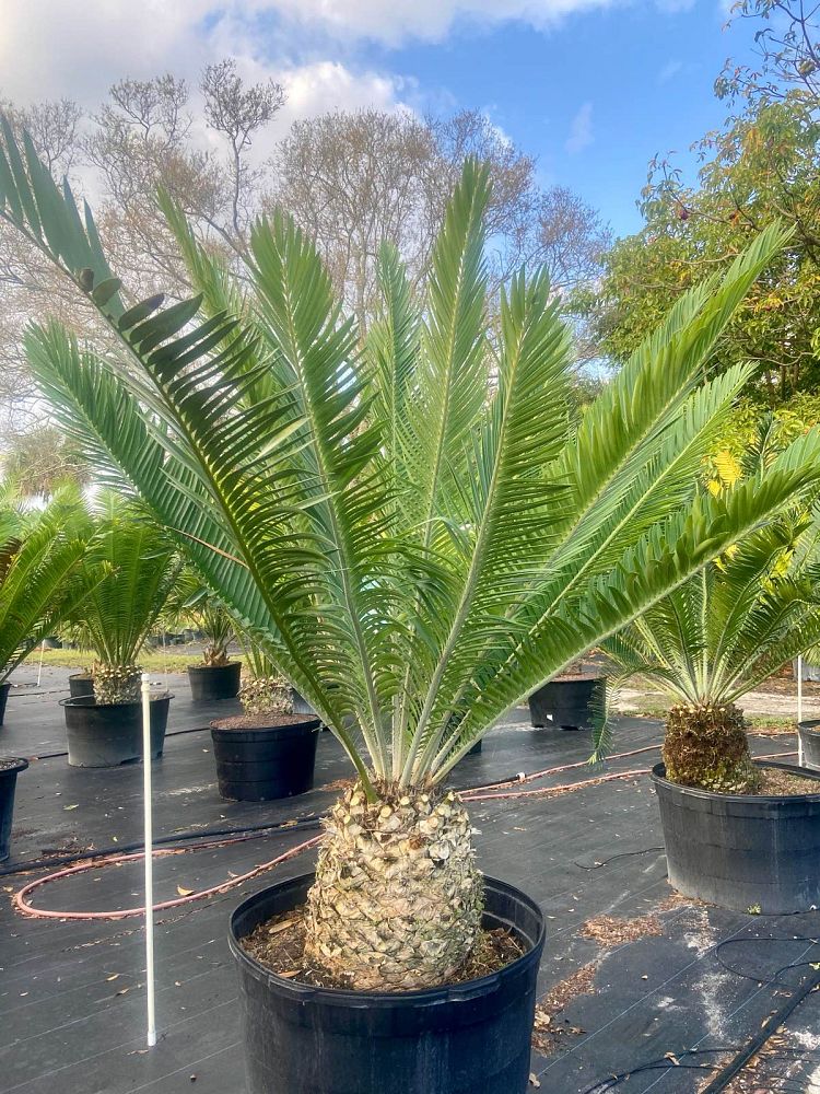encephalartos-manikensis