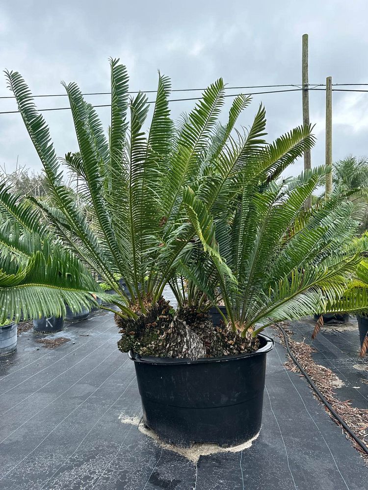 encephalartos-manikensis
