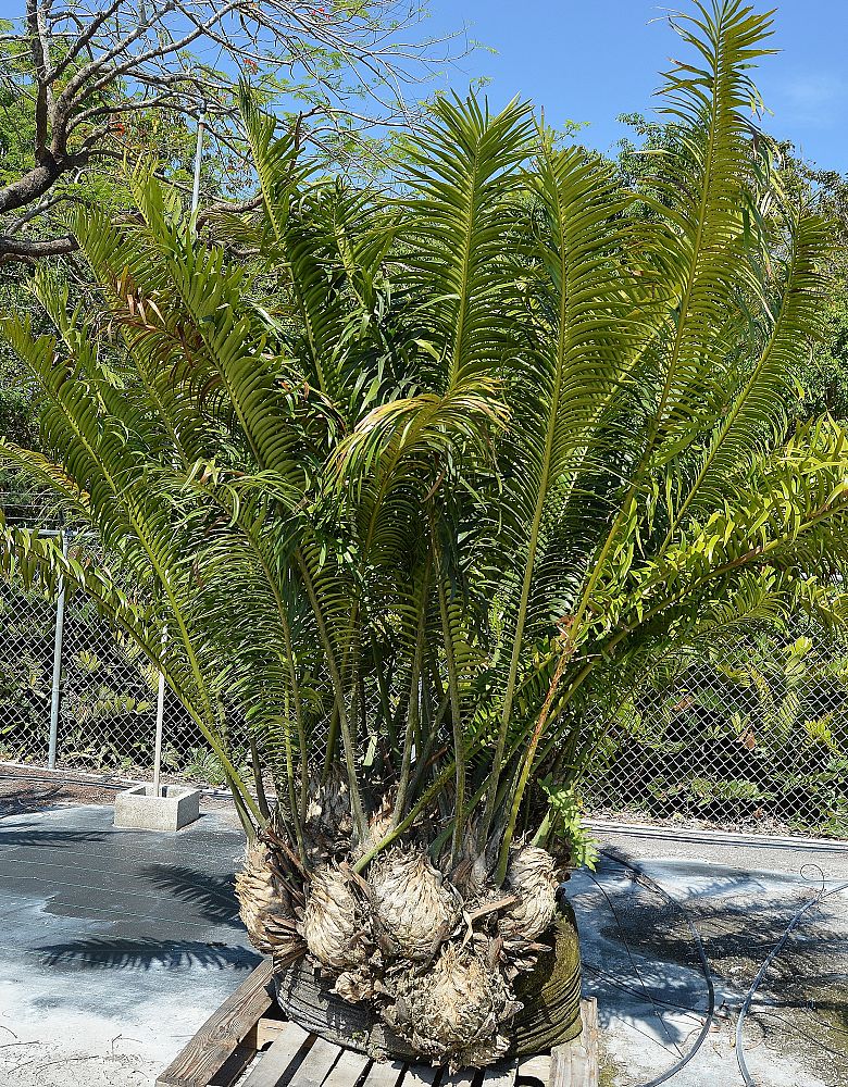 encephalartos-villosus
