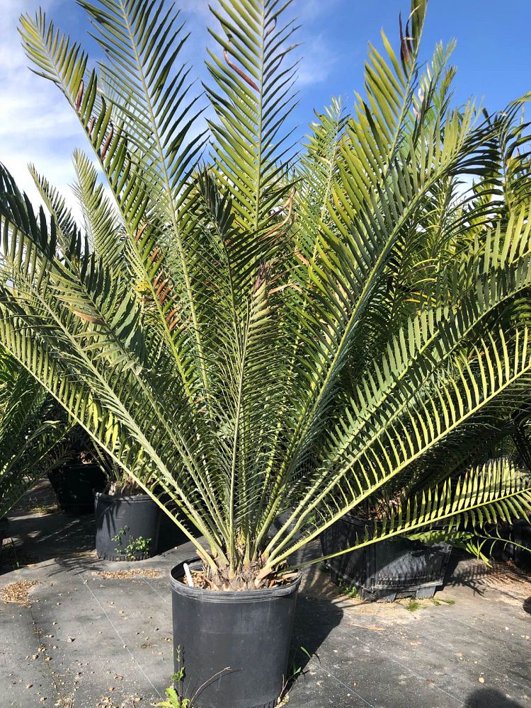 encephalartos-whitelockii