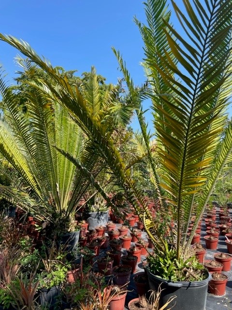encephalartos-whitelockii