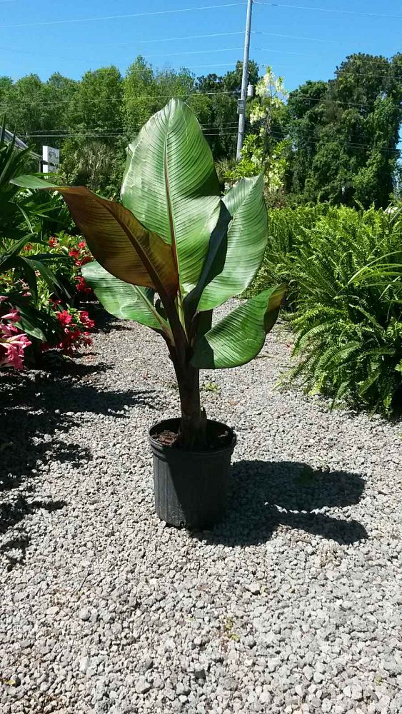 ensete-superbum-banana