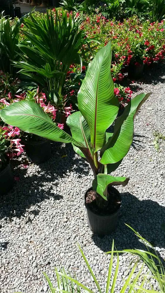 ensete-superbum-banana