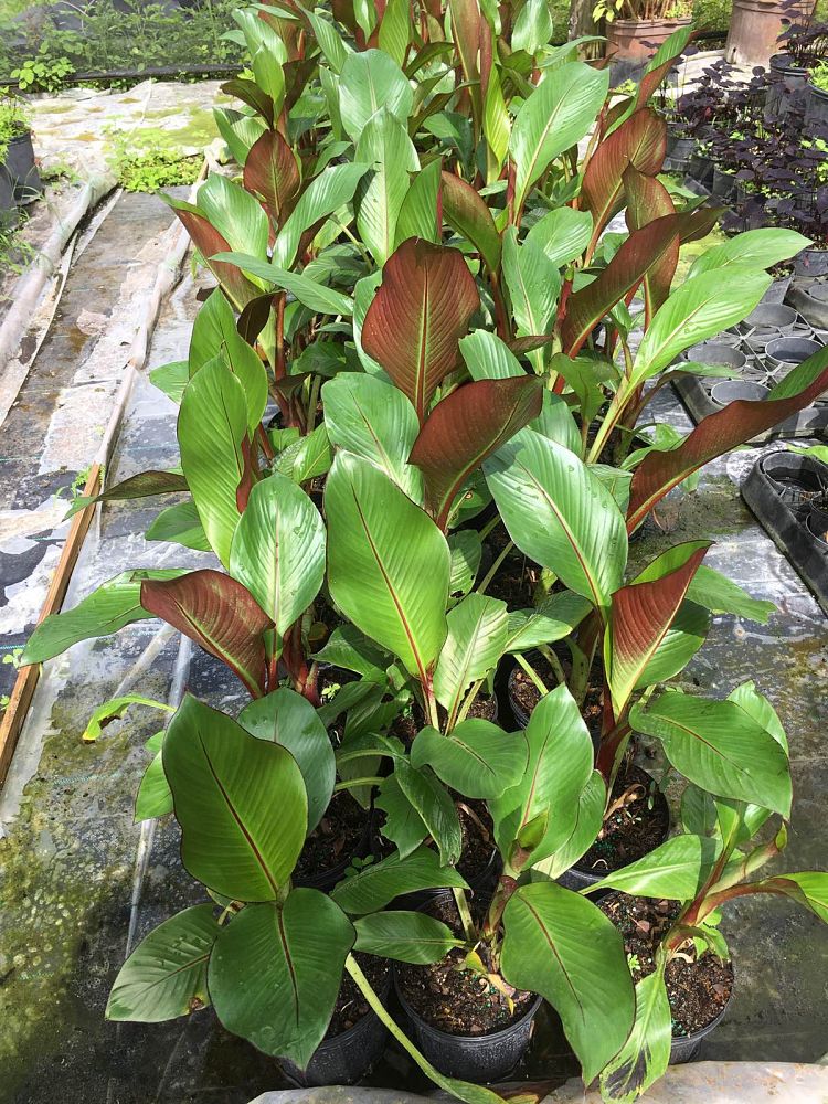 ensete-ventricosum-maurelii-musa-maurelii-maurelii-red-banana-abyssinian-banana