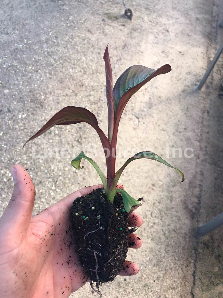 ensete-ventricosum-maurelii-musa-maurelii-maurelii-red-banana-abyssinian-banana
