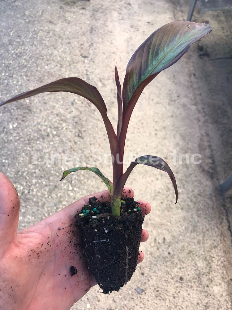 ensete-ventricosum-maurelii-musa-maurelii-maurelii-red-banana-abyssinian-banana
