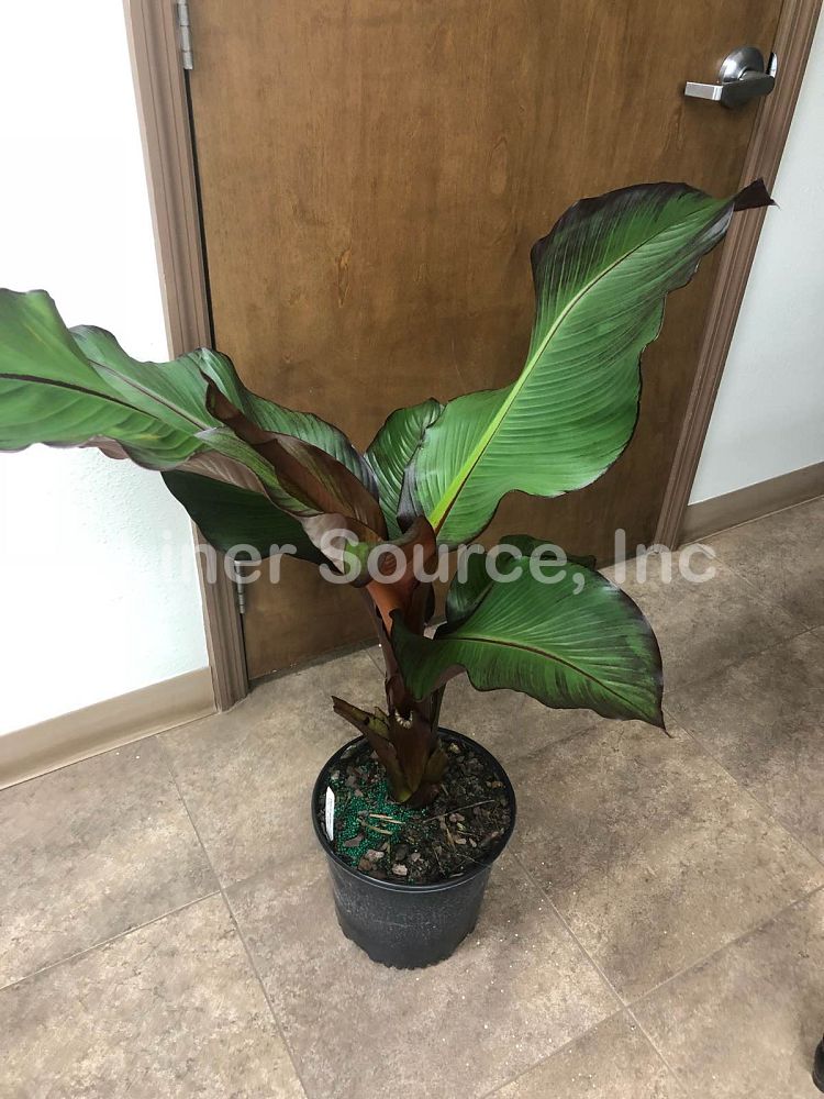 ensete-ventricosum-maurelii-musa-maurelii-maurelii-red-banana-abyssinian-banana