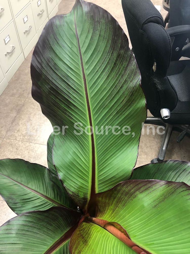 ensete-ventricosum-maurelii-musa-maurelii-maurelii-red-banana-abyssinian-banana