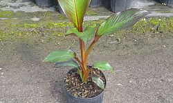 ensete-ventricosum-maurelii-musa-maurelii-maurelii-red-banana-abyssinian-banana