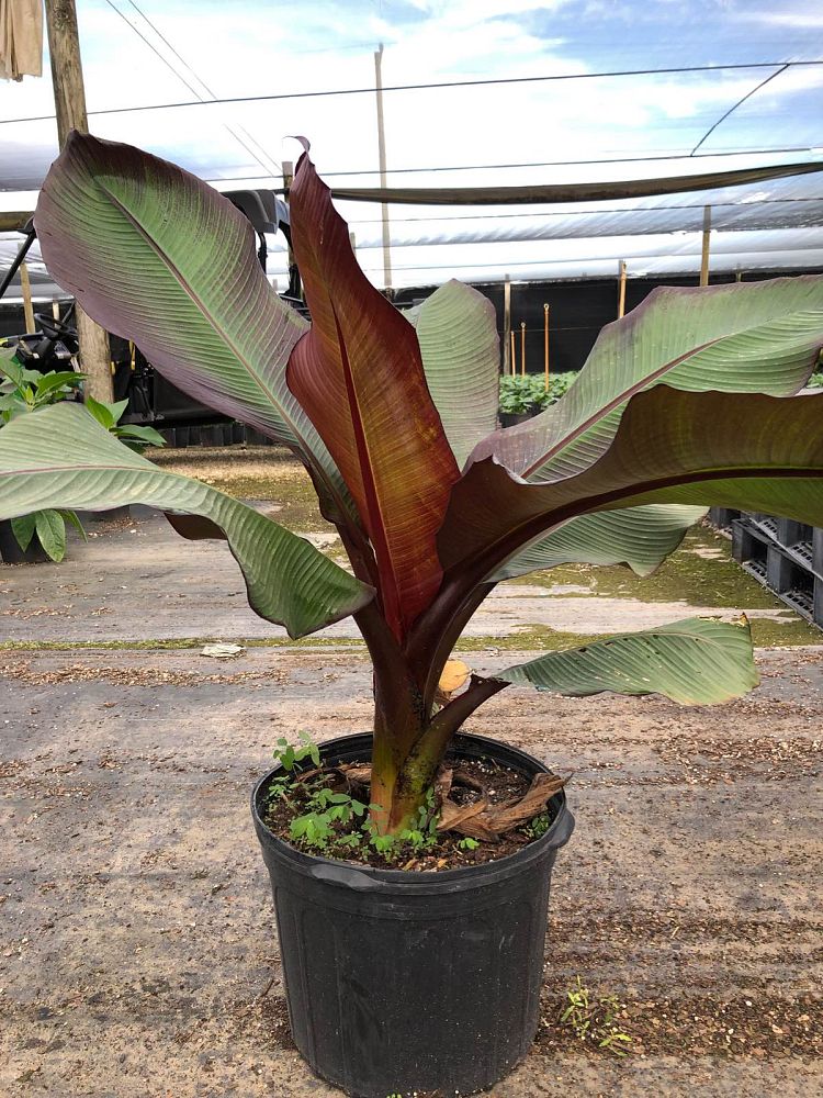 ensete-ventricosum-maurelii-musa-maurelii-maurelii-red-banana-abyssinian-banana