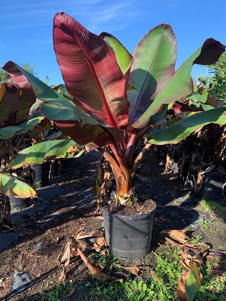 ensete-ventricosum-maurelii-musa-maurelii-maurelii-red-banana-abyssinian-banana