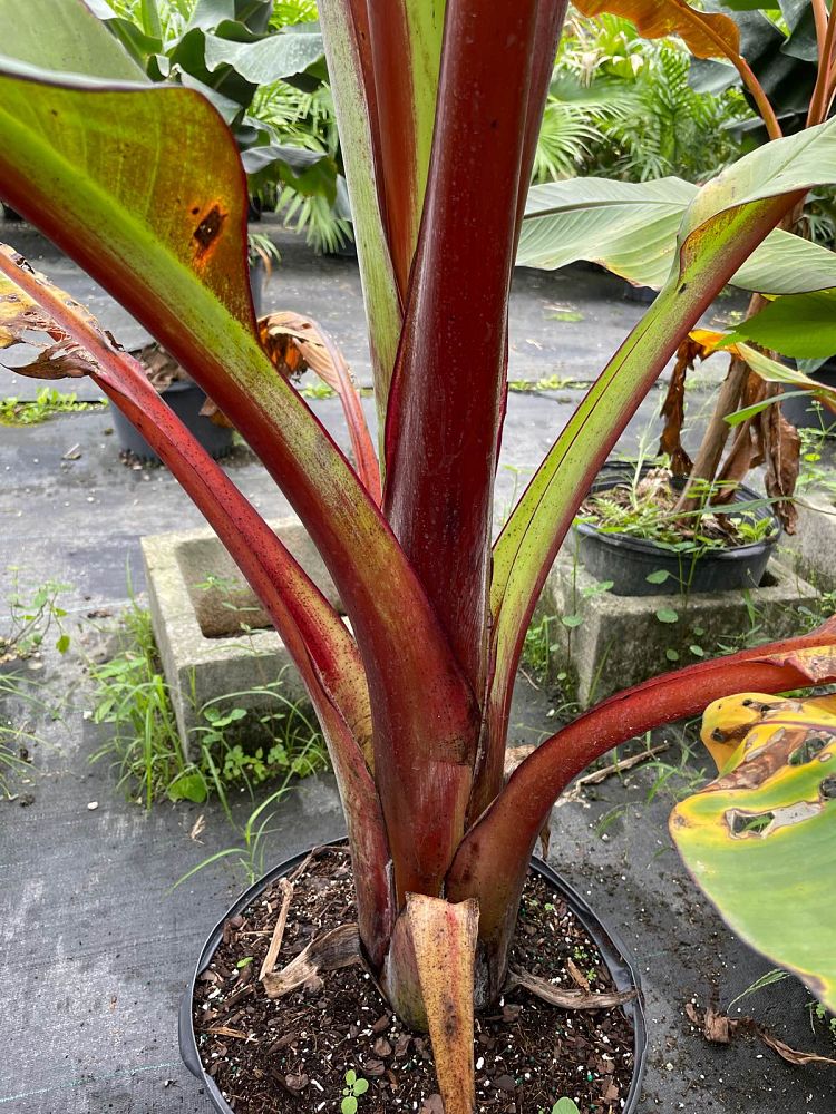ensete-ventricosum-maurelii-musa-maurelii-maurelii-red-banana-abyssinian-banana
