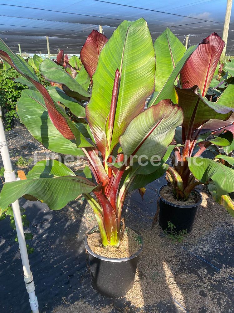 ensete-ventricosum-maurelii-musa-maurelii-maurelii-red-banana-abyssinian-banana