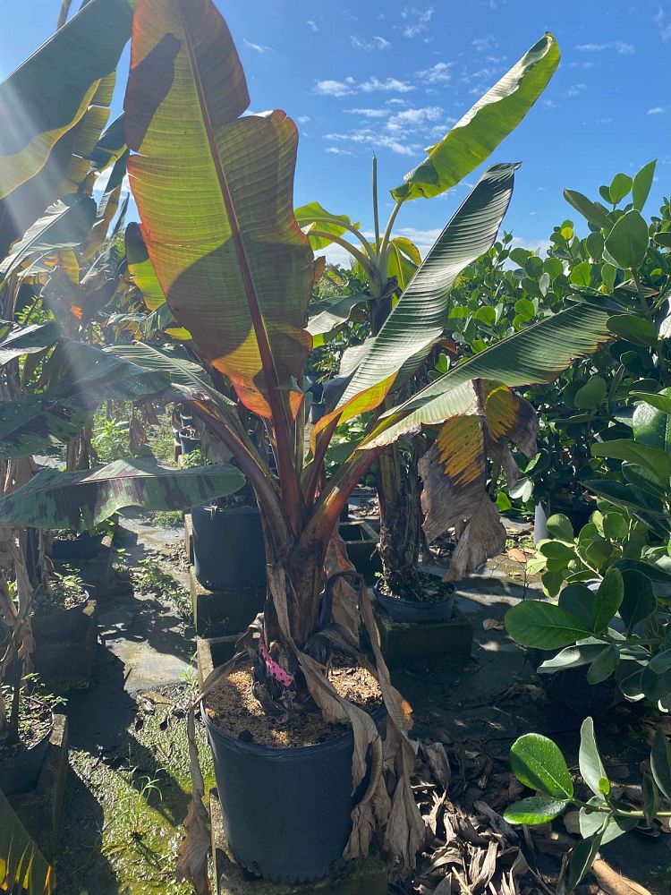 ensete-ventricosum-maurelii-musa-maurelii-maurelii-red-banana-abyssinian-banana