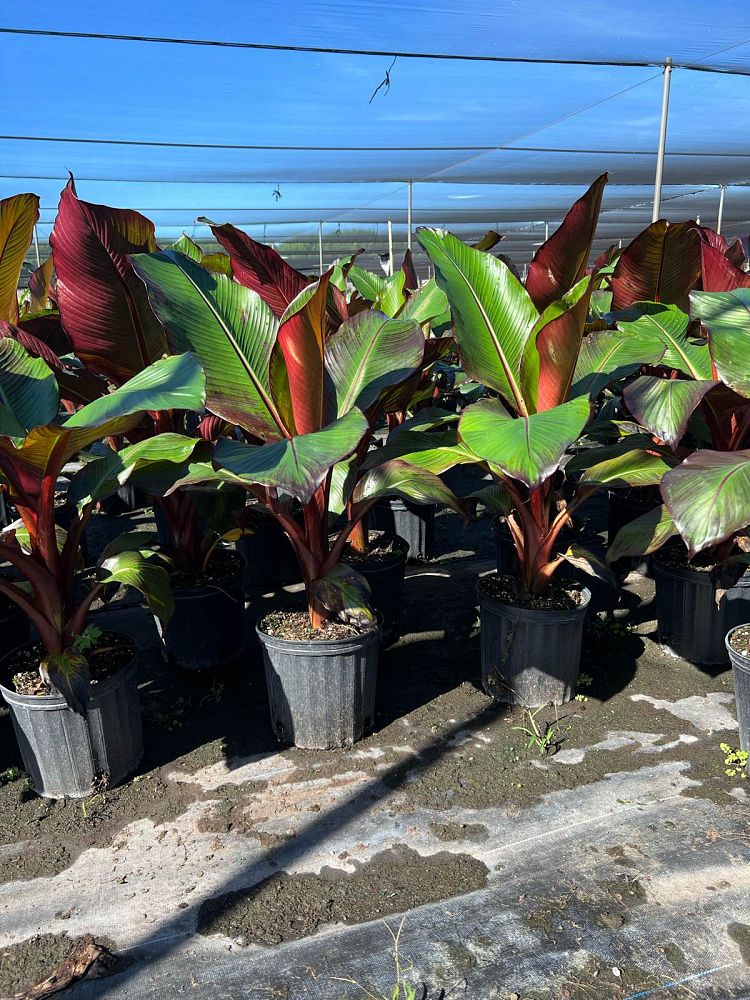 ensete-ventricosum-maurelii-musa-maurelii-maurelii-red-banana-abyssinian-banana