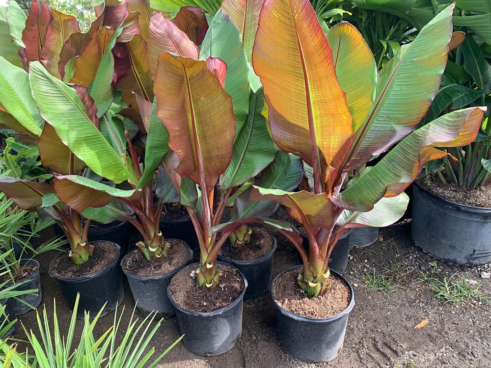 ensete-ventricosum-maurelii-musa-maurelii-maurelii-red-banana-abyssinian-banana