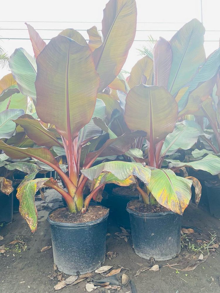 ensete-ventricosum-maurelii-musa-maurelii-maurelii-red-banana-abyssinian-banana