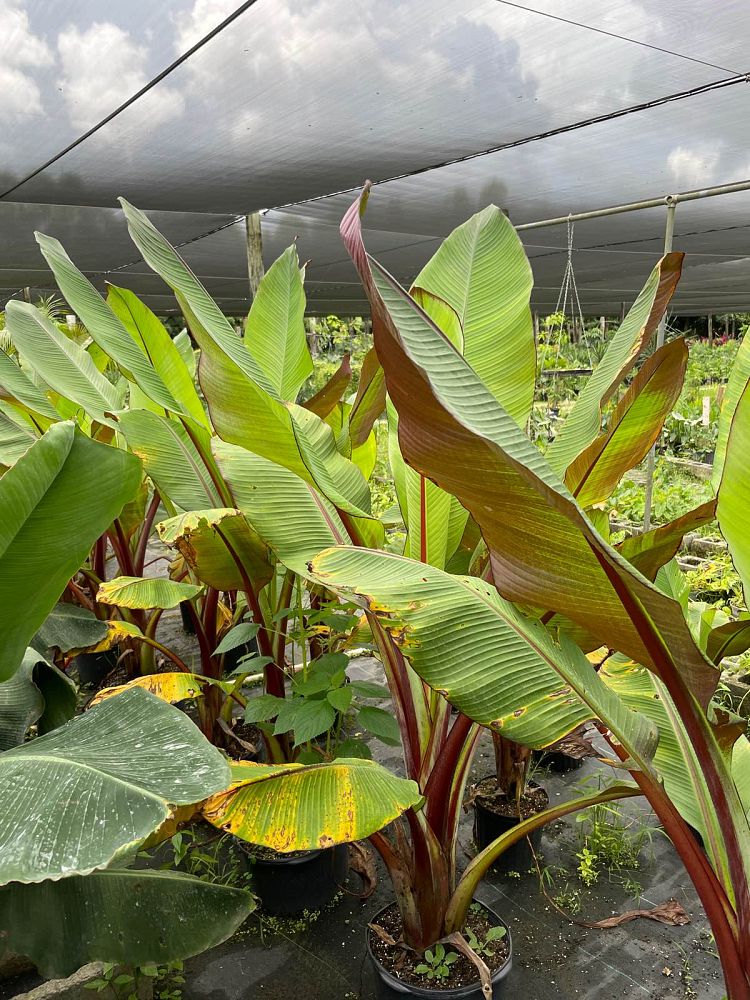 ensete-ventricosum-maurelii-musa-maurelii-maurelii-red-banana-abyssinian-banana