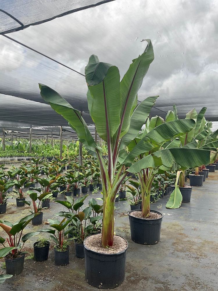 ensete-ventricosum-maurelii-musa-maurelii-maurelii-red-banana-abyssinian-banana