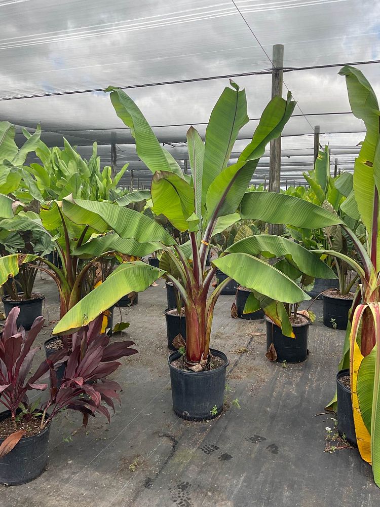 ensete-ventricosum-maurelii-musa-maurelii-maurelii-red-banana-abyssinian-banana