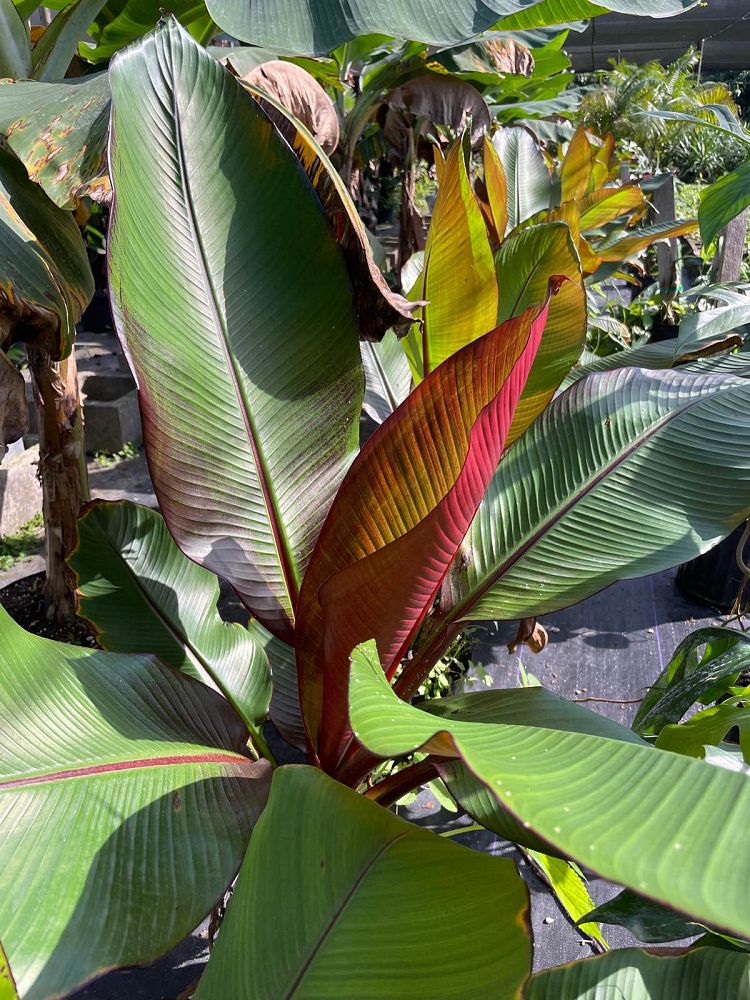 ensete-ventricosum-maurelii-musa-maurelii-maurelii-red-banana-abyssinian-banana